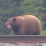 Een beer in Banff National Park.