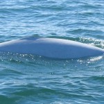 De rug van een witte 'beloega' walvis in de Saint-Lawrence rivier.