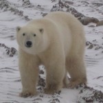 IJsberen zijn afhankelijk van het zee-ijs voor hun overleving.