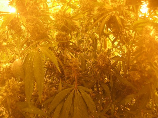 Cultivation of cannabis plants.