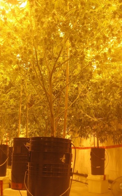 Boomhoge cannabisplanten bij een grow-op in British Columbia.