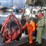 Een homp zeehondenhuiden wordt uit het laadruim van de vissersboot van Tony Gould getakeld in Port Au Choix, Newfoundland.