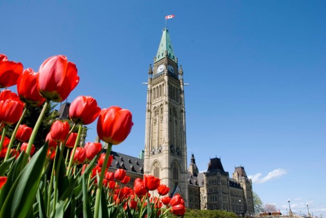 Tulips on Canada's Parliament Hill (photo the Epoch Times)