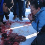 Een vrouw van de Inuïtbevolking in noordelijk Canada eet rauw zeehondenvlees.